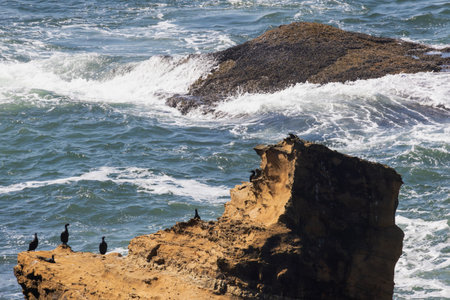 Seabirds on rugged ocean cliffs