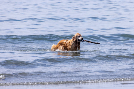 Golden Retriever Fetching Stick in Shallow Ocean Wavesの写真素材