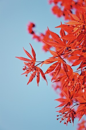 Beautiful Red Leaves Wallpaper, Zhangjiajie China.の写真素材