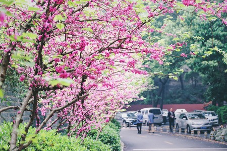 Changsha Beautiful Pink Flower Bloom on the Road Background, China.の写真素材