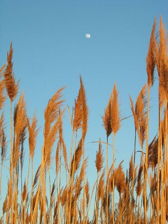 Sea oatsの写真素材