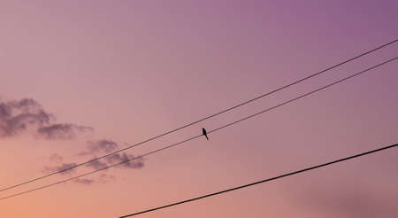Bird on Power Line with Pinkish Skyの写真素材