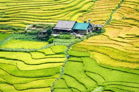 Vietnam Rice Terraces