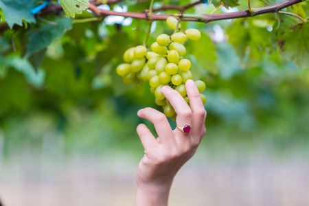 grapes with woman handの写真素材