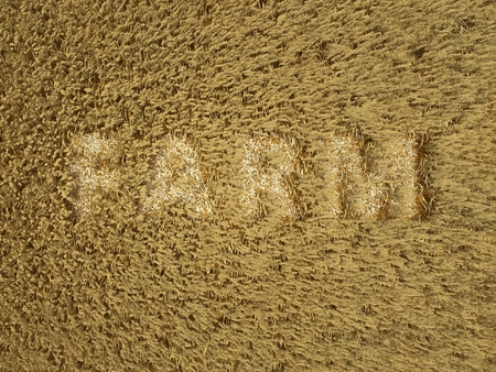 Wheat field. high quality photo realistic renderの写真素材