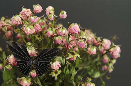 Dried pink roses and blue butterfly in vase.の写真素材