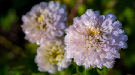 Photo, image of chrysanthemum flowers after the first frost. Delicate pink chrysanthemum flowers in...