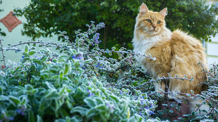 Photo, image of a ginger cat sitting in the grass in the garden. The first frost on the grass after night frosts. Early sunny autumn morningの写真素材