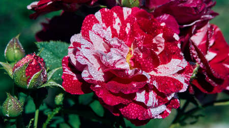 Rose Papageno with crimson flowers with white stripes, beautiful color. Flower hybrid tea rose Henri Matisse. Henri Matisse with attractive large striped flowers in pink, red and white.の写真素材