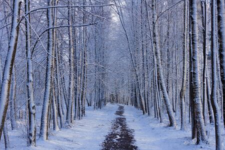 Footpath In Winter Birch Forestの写真素材
