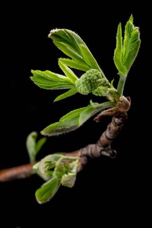 Growing young plant seedling on a dark bakcground