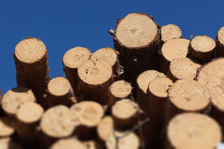 Wood logs