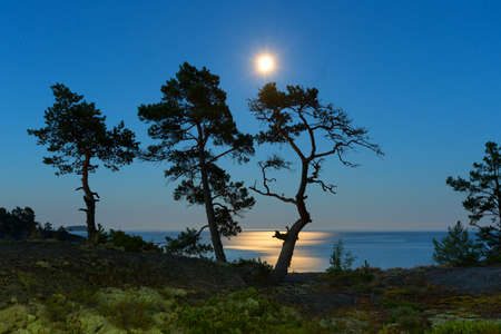 Landscape with three pine trees on the background of the lunar sky in the north of Lake Ladoga in Karelia  Russiaの写真素材