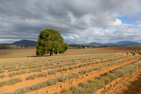 Lonely tree in the middle of lavender field in Tasmaniaの写真素材
