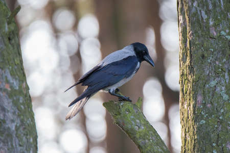 Beautiful hooded crow sits on a pine branch. Sunlight bokeh on background.