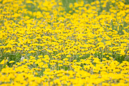 Green field with yellow dandelions. Closeup of yellow spring flowers on the ground