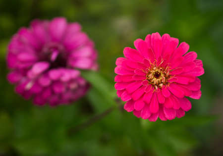 Closeup fresh pink zinnia flowers contrasted dark green leaves on background.