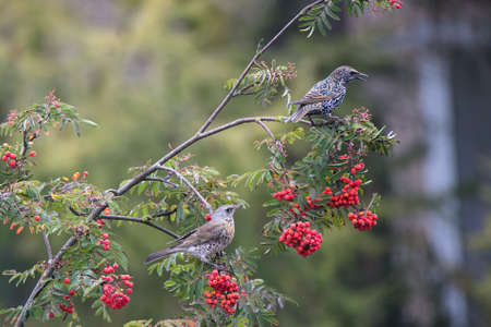 Common starling and fieldfare sits on a rowan branch. There are many bunch ripe red berries on the tree. Wild birds on autumn nature.の写真素材