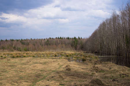 A flooded field and forest after an early spring flood. Spring bog landscape of Belarus. Yellow dry...