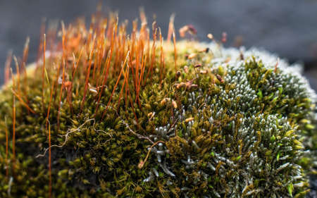 Macro colorful forest green moss.の写真素材