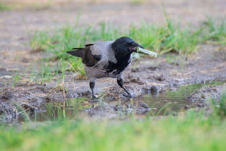 Hooded crow stands in a puddle and holds plastic debris in its beak. Plastic contamination of the...