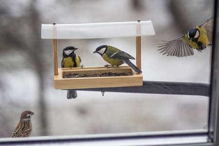 View from the window to the bird feeder. Tit and sparrow feast on sunflower seeds. Feeding urban birds in winter.の写真素材