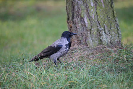 Hooded crow stands on the grass in the park. Large tree trunk on the background. Big black beak and...