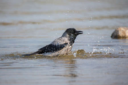 A wet gray crow bathes in the lake. Splashes of water are flying and glittering in the sun. Bird in...
