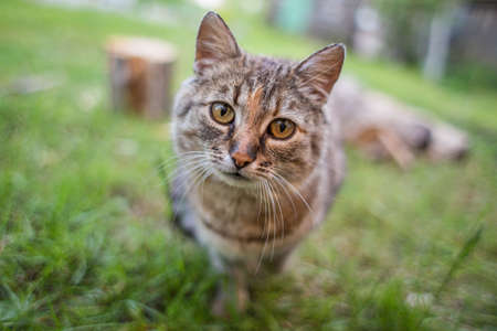 A gray cat with yellow eyes and a long mustache on the green grass. Colorful mottled muzzle.の写真素材