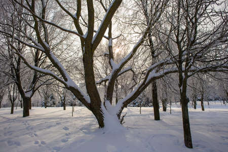 Bare snow-covered trees in the city park. Deep snow with many footprints. The sun shines through the clouds and tree branches.の写真素材