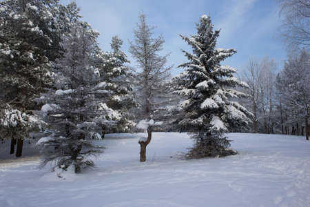 Frozen snow-covered trees in a city park. Beautiful blue sky and deep snow with footprints.