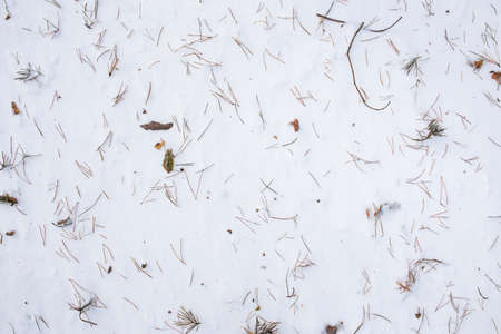 Forest snow background. Top view of the snow covered with pine needles and twigs.の写真素材