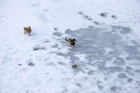 A pair of ducks is walking on the snow-covered ice of the river. There are many tracks of other ducks in the snow.の写真素材