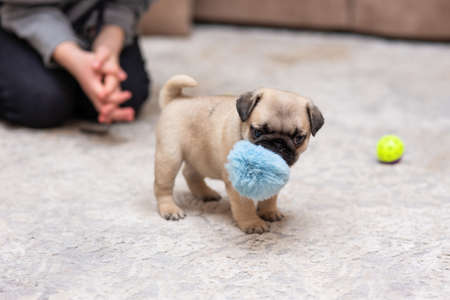 A pug puppy plays with a bright blue soft toy made of faux fur on a light carpet.の写真素材