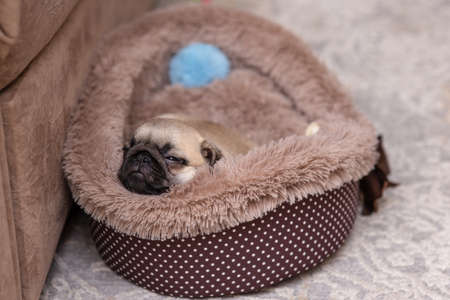 Cute pug puppy asleep in the dog bed on the carpet by the sofaの写真素材