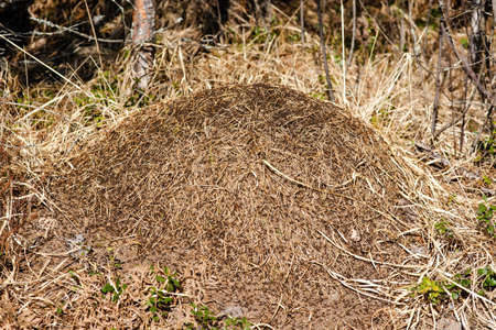 Anthill with many ants in the forest in early springの写真素材