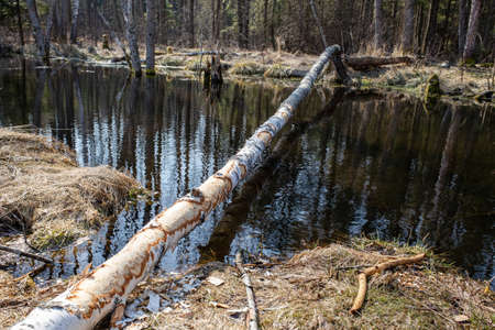 A tree trunk gnawed by beavers, lying across a forest stream. A birch tree with gnawed bark felled by beavers in a forest river.の写真素材