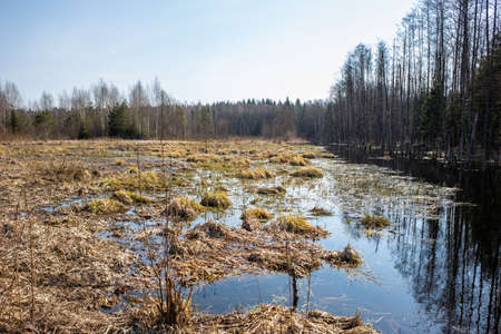 Wild swamp forest and field with last year's old grass in early spring. A stream flows along the edge of the forestの写真素材