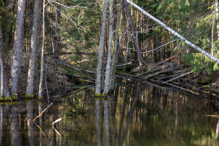 Deep wetland with moss and lichen covered trees growing out of the water. Many tree trunks fallen into the water in the background.の写真素材