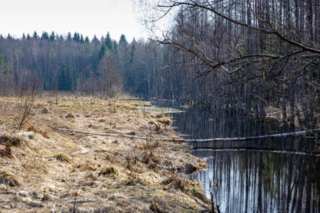 Deep wetland with a ditch between field and forest in early springの写真素材