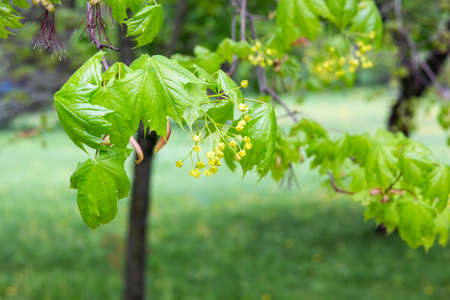 Fresh young leaves and maple blossoms bloom in warm springの写真素材