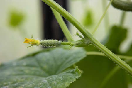 Cucumber ovary with a yellow flower growing on a branch in a greenhouse