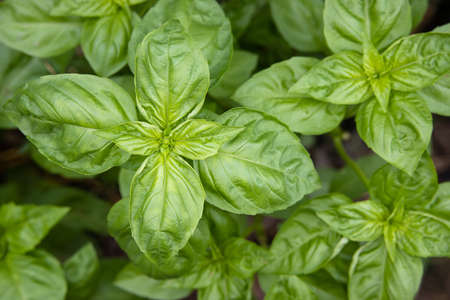 Top view of bright fresh juicy green basil growing in the garden