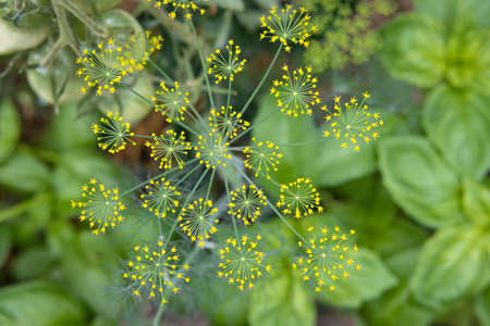 Top view of bright yellow dill inflorescences growing in the garden