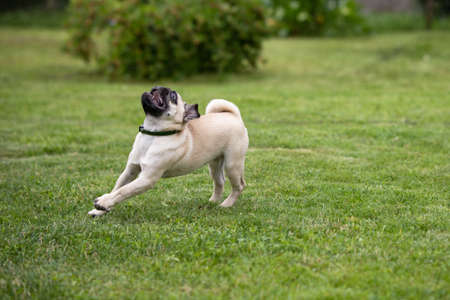 A pug puppy wearing a flea and tick collar runs on a green lawn in a summer gardenの写真素材