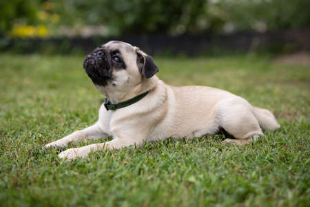 A pug puppy wearing a flea and tick collar lies on a green lawn in a summer gardenの写真素材