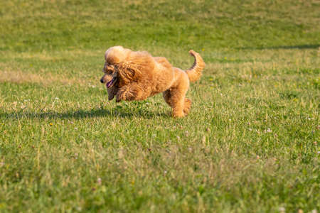 Young active dog is playing in a summer park. Beautiful thoroughbred red poodle jumping on green bright grassの写真素材