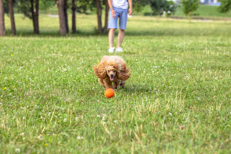 Young active dog playing in a summer park with a ball. Handsome thoroughbred red poodle catches an orange ball, which is thrown by the ownerの写真素材
