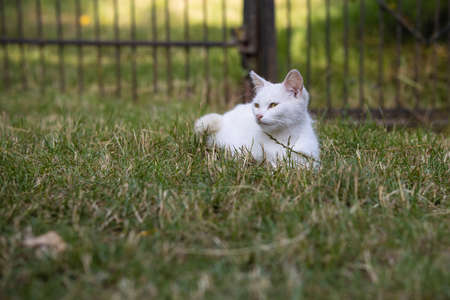 White fluffy cat lies on the grass in the backyardの写真素材