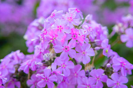 Close-up of purple decorative flowers on a colorful blurry backgroundの写真素材